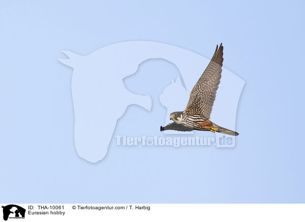 Eurasian hobby / THA-10061