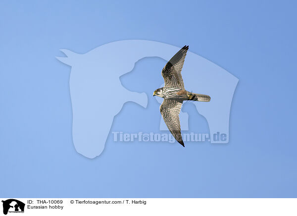 Baumfalke / Eurasian hobby / THA-10069