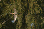 Eurasian hobby