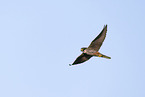 Eurasian hobby