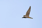 Eurasian hobby