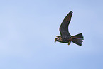 Eurasian hobby