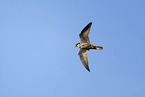 Eurasian hobby