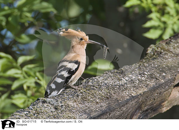 Wiedehopf / hoopoe / SO-01715