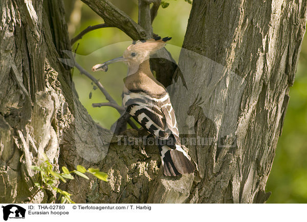 Wiedehopf / Eurasian hoopoe / THA-02780