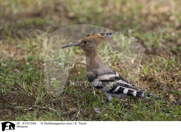 Hoopoe / AT-01349