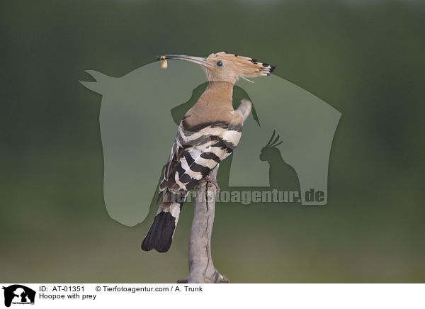 Wiedehopf mit Beute / Hoopoe with prey / AT-01351