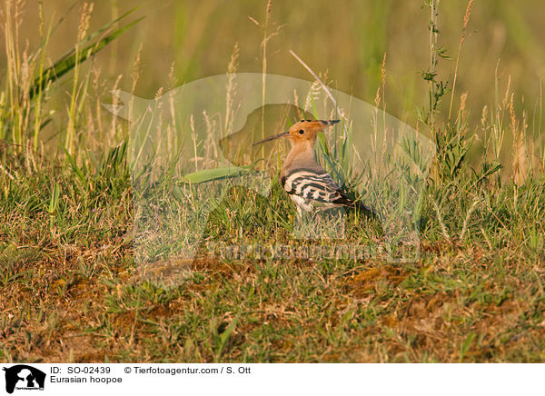 Wiedehopf / Eurasian hoopoe / SO-02439