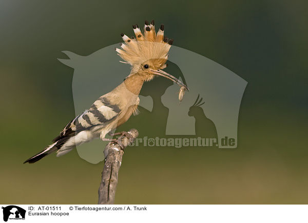 Wiedehopf / Eurasian hoopoe / AT-01511