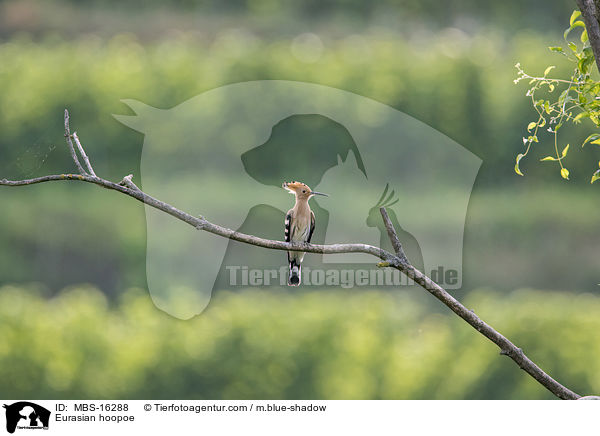 Eurasian hoopoe / MBS-16288