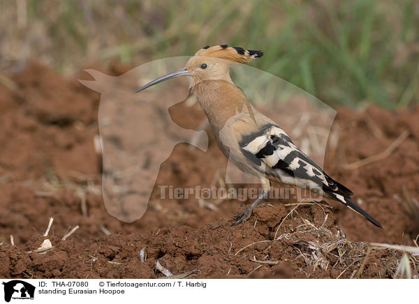 stehender Wiedehopf / standing Eurasian Hoopoe / THA-07080