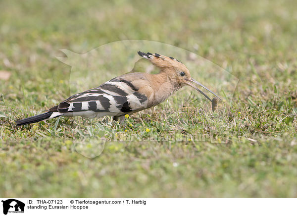 stehender Wiedehopf / standing Eurasian Hoopoe / THA-07123