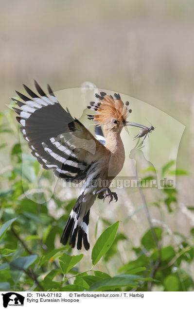 fliegender Wiedehopf / flying Eurasian Hoopoe / THA-07182