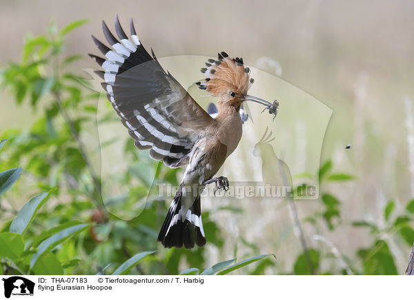 fliegender Wiedehopf / flying Eurasian Hoopoe / THA-07183