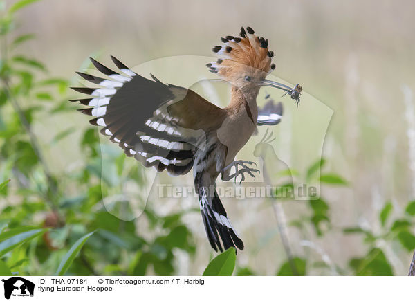 flying Eurasian Hoopoe / THA-07184