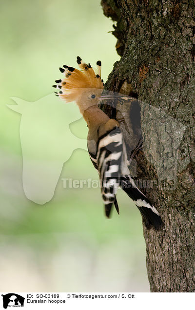 Wiedehopf / Eurasian hoopoe / SO-03189