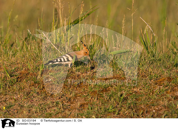 Wiedehopf / Eurasian hoopoe / SO-03194