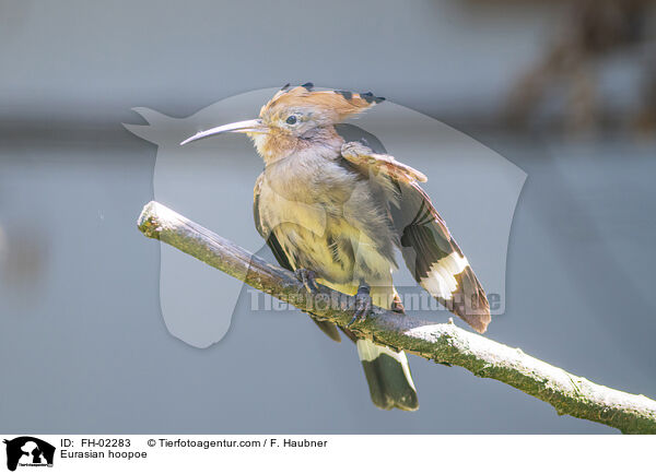 Eurasian hoopoe / FH-02283