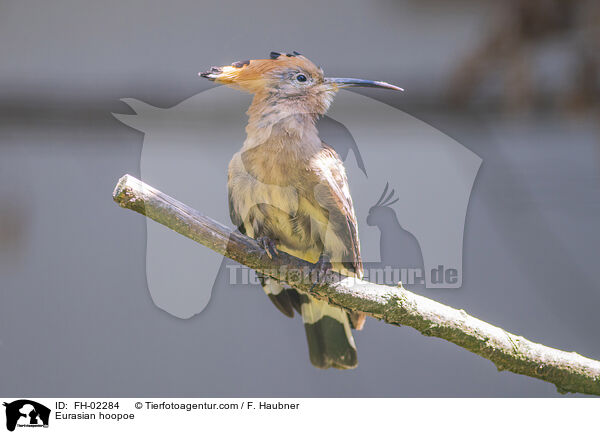 Wiedehopf / Eurasian hoopoe / FH-02284