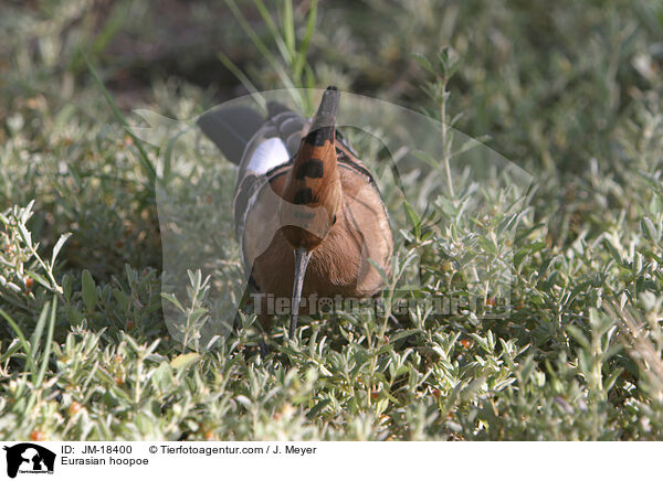 Eurasian hoopoe / JM-18400