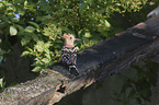 hoopoe