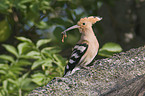 hoopoe