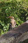 hoopoe