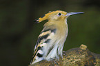 hoopoe