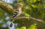 Eurasian hoopoe