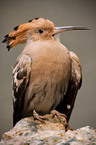 Eurasian hoopoe