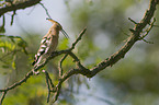 Eurasian hoopoe