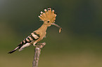 Eurasian hoopoe