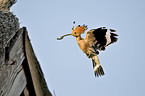 Eurasian hoopoe