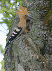 Eurasian hoopoe