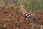 standing Eurasian Hoopoe