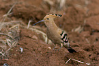 standing Eurasian Hoopoe