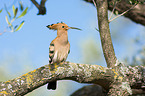 sitting Eurasian Hoopoe