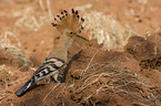 standing Eurasian Hoopoe