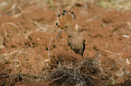 standing Eurasian Hoopoe