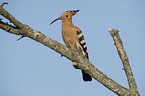 sitting Eurasian Hoopoe