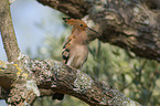 sitting Eurasian Hoopoe