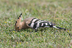 standing Eurasian Hoopoe