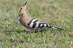 standing Eurasian Hoopoe