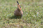 walking Eurasian Hoopoe