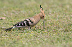 standing Eurasian Hoopoe