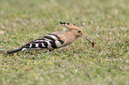 standing Eurasian Hoopoe