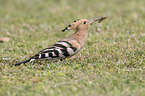 standing Eurasian Hoopoe