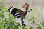 flying Eurasian Hoopoe