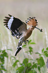 flying Eurasian Hoopoe