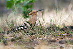 Eurasian hoopoe